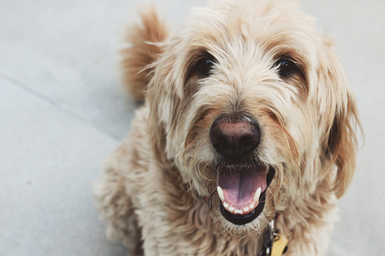 Winnie, our 'old dog'