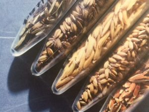 Seeds Photo